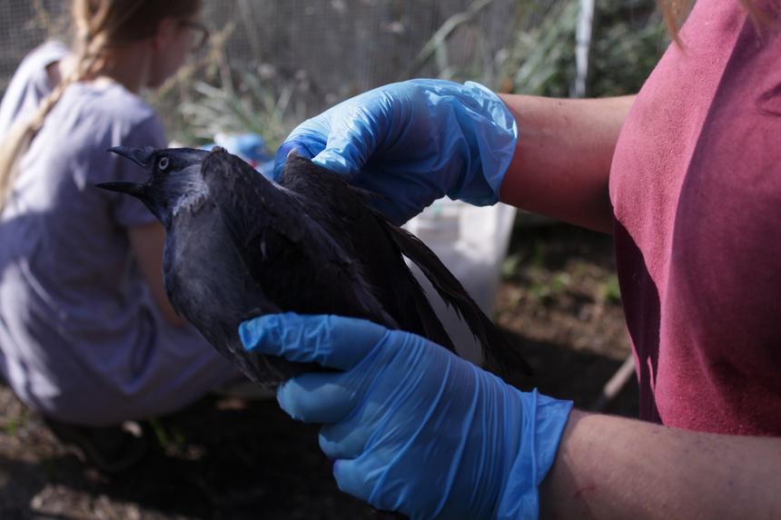 «Наши пациенты нас ненавидят»: почему спасение птиц — опасная, дорогая и неблагодарная работа