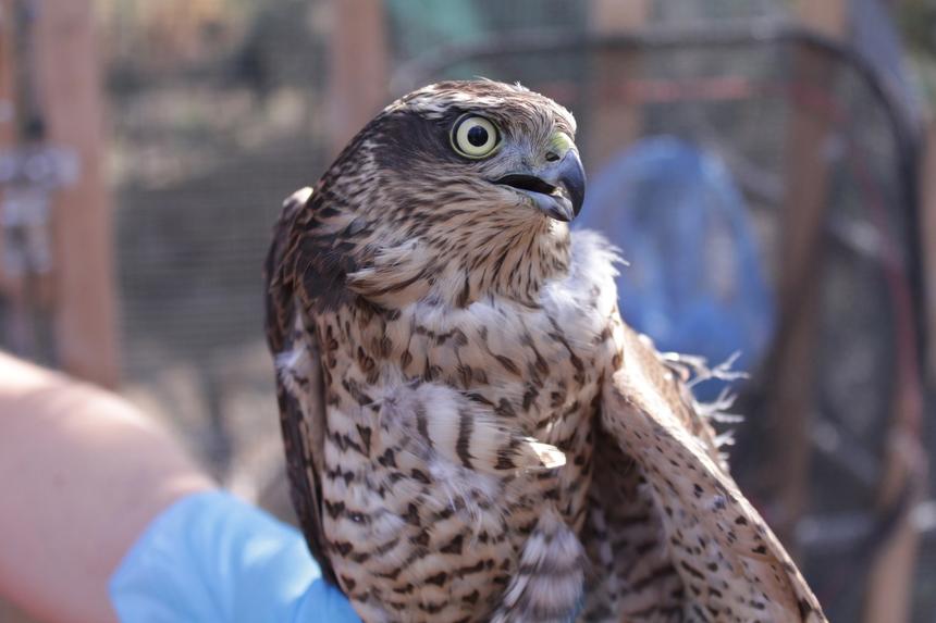 «Наши пациенты нас ненавидят»: почему спасение птиц — опасная, дорогая и неблагодарная работа