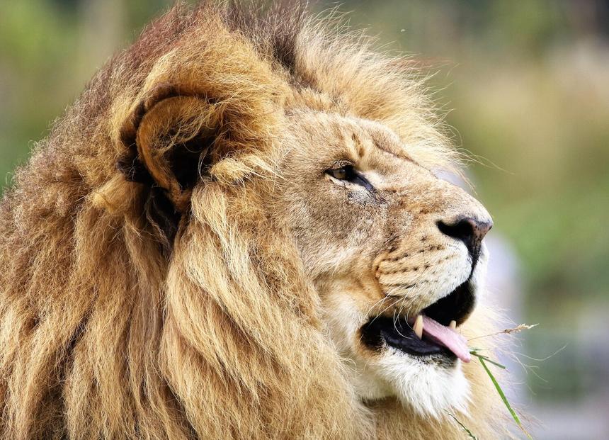 Получила рваные раны на руках, лице и теле: 57-летняя женщина вступила в схватку со львом и вышла победителем