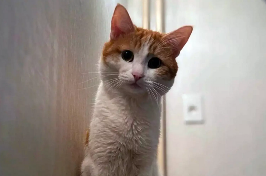 Появилось видео, как кота Твикса выкинули из поезда на мороз