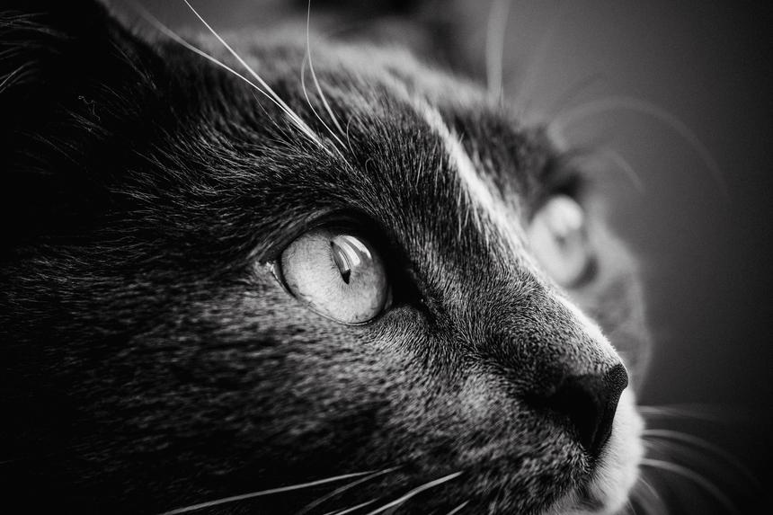 Без еды, воды и какого-либо желания: кот за месяц невольно переплыл Атлантику от Нидерландов до Карибов