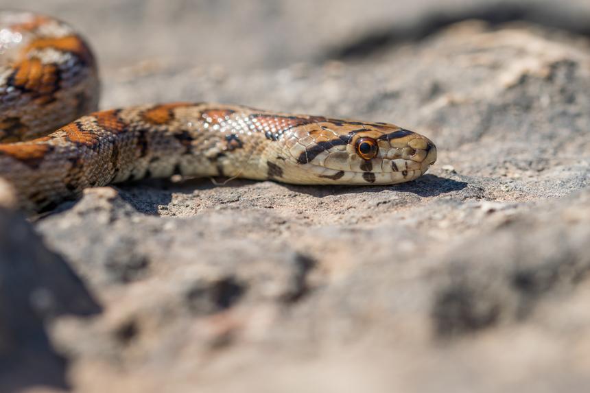 Сотрудник Московского зоопарка умер после укуса аспидовой змеи