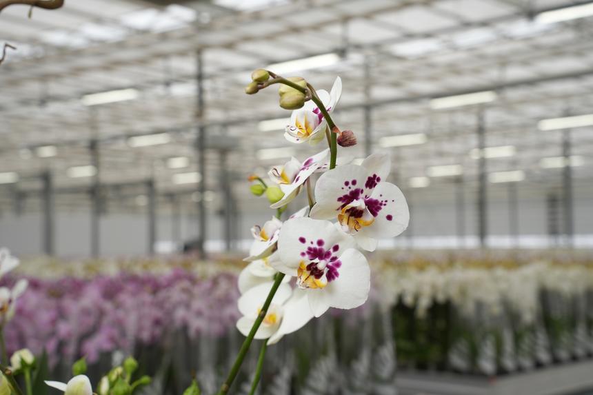 Монобукет или горшечные растения: какие цветы подарить малознакомому человеку