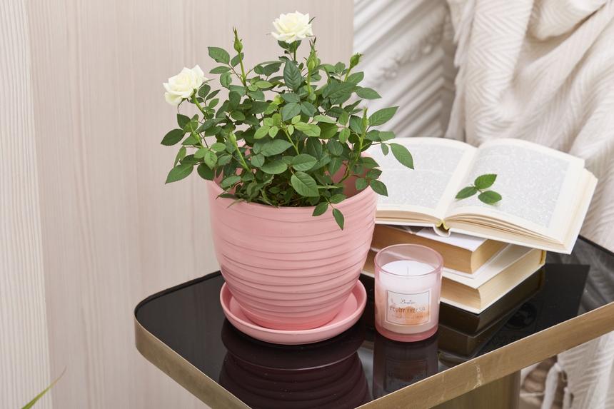 Монобукет или горшечные растения: какие цветы подарить малознакомому человеку