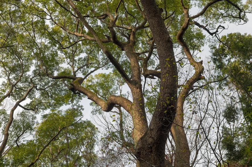 10 дней лежала в коме: в Калининграде умерла девушка, на которую упало дерево у отеля