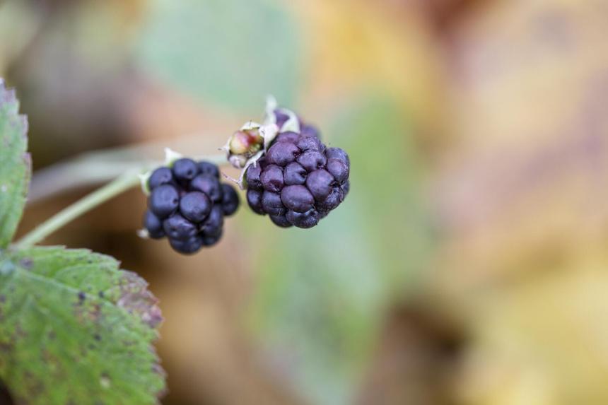 Красивые, но опасные: растения, которые лучше не сажать в саду