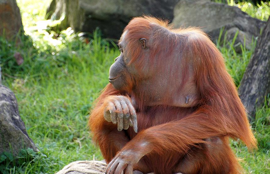 Обнялись при встрече: раненный львом хозяин парка «Тайган» навестил орангутана, которого травили вейпом