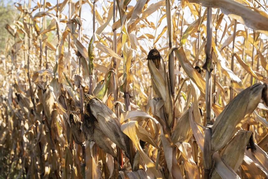 Украину атаковала гигантская саранча