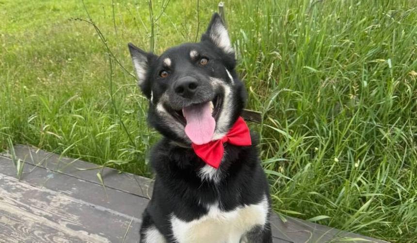 «Беги за другом»: бег, добрые дела и 100 животных, которые ищут дом