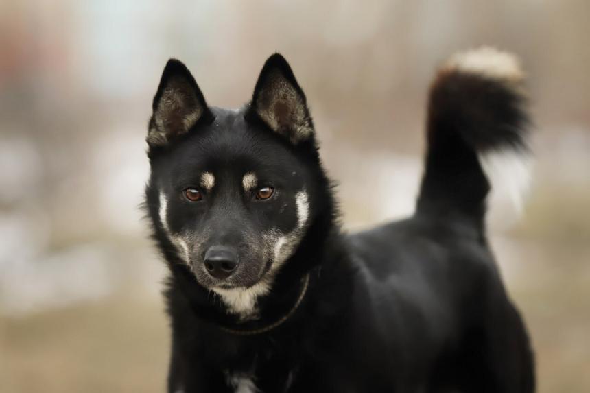 Фонд «Подарок судьбы» проведет выставку животных из приютов Москвы и Подмосковья