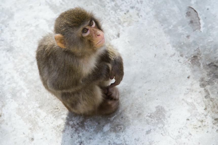 Российская туристка попала в больницу после укуса макаки на Пхукете