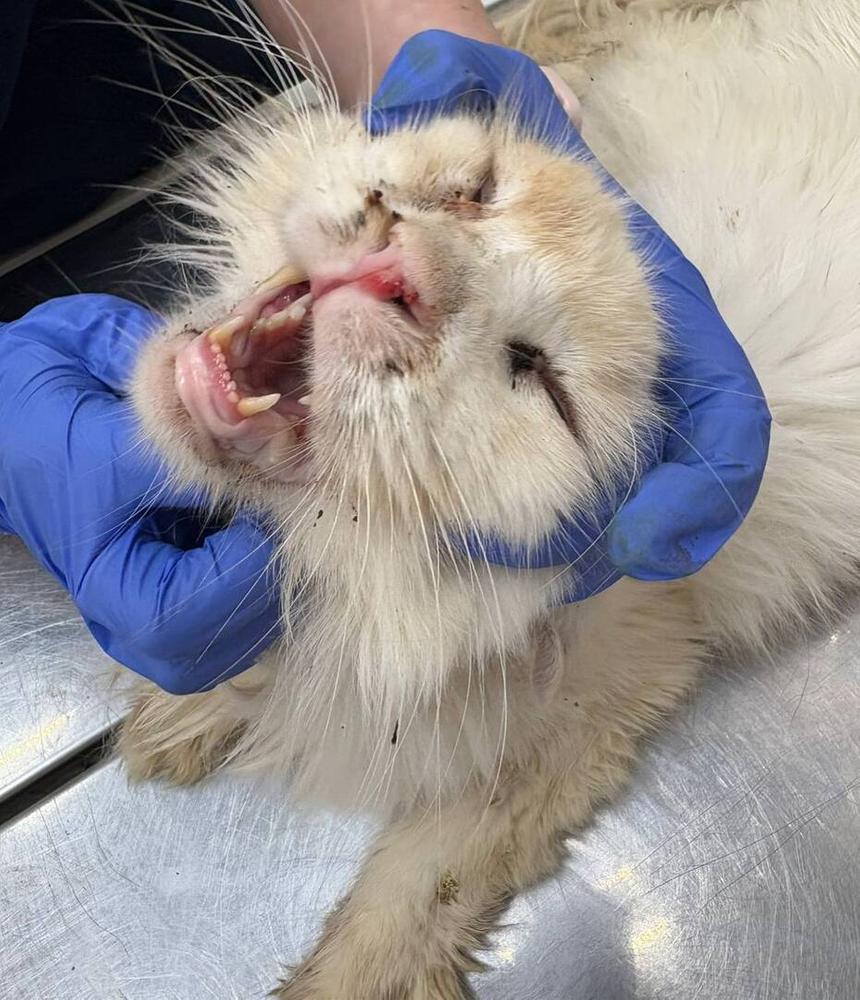 Низкая температура на приеме, огромные лимфоузлы, кровь на носу от болячек
Вес ~ 3,9 кг