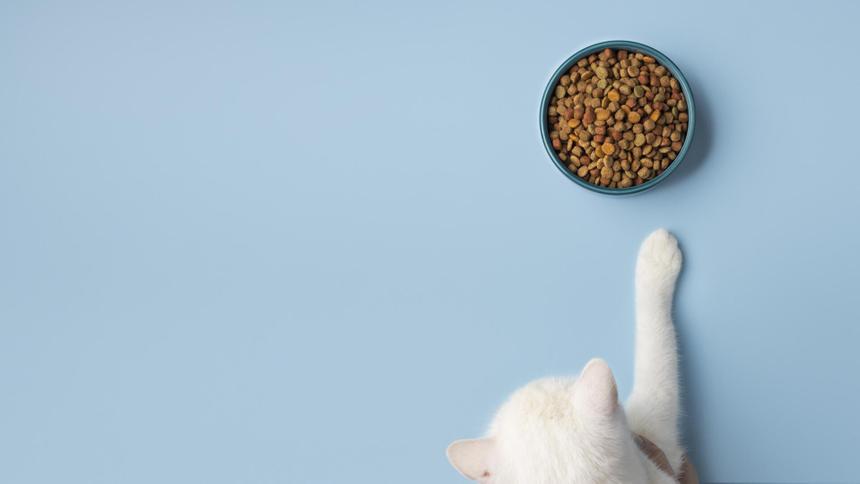 Как ни в чем не бывало продолжила курить: женщина выкинула в окно семимесячного котенка