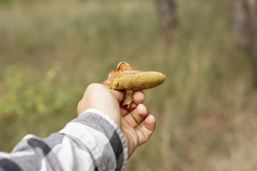 Его спасание можно назвать чудом: грибник заблудился и неделю выживал в ленинградских лесах