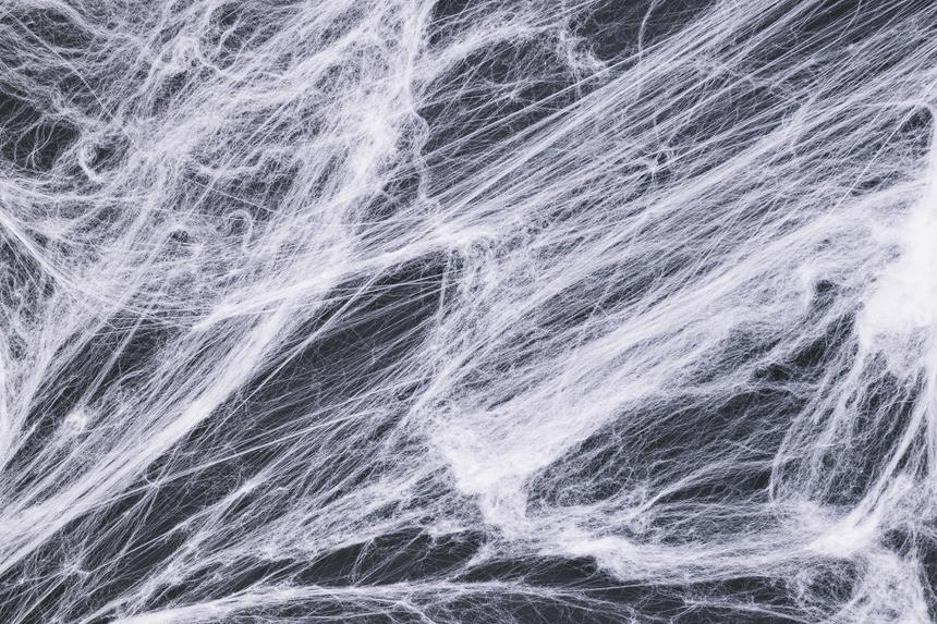 «Они выбирались из его носа и рта»: убитый пауком немец стал домом для 200 насекомых