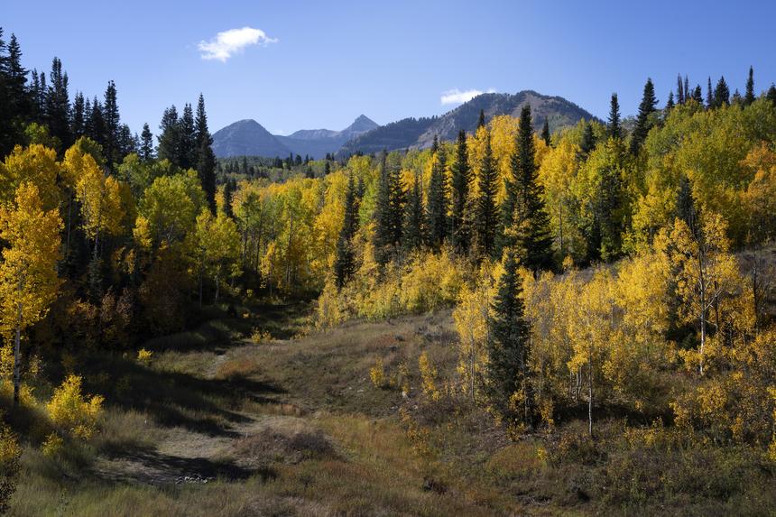 Жительница Новосибирска сообщила, что видела похожую на Усольцевых пару