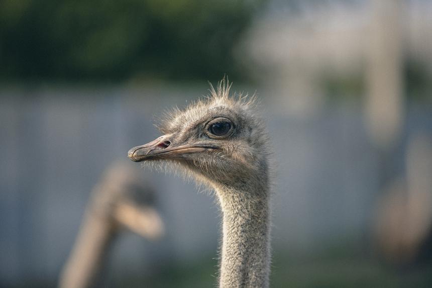 Женщина купила яйцо в интернет-магазине и вырастила эму